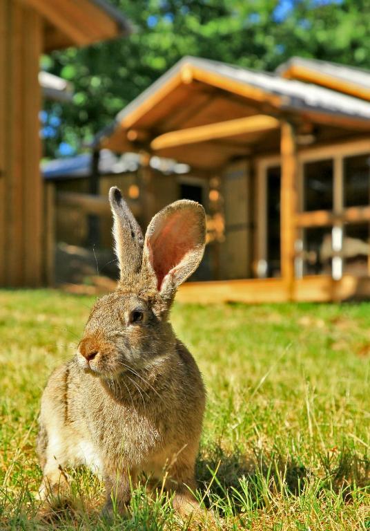Albirondack Camping Lodge & Spa Pokój zdjęcie